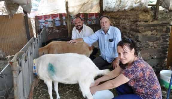 Ödemiş’teki Üreticilerden ’Koyun Ve Keçi Festivali’ Girişimi