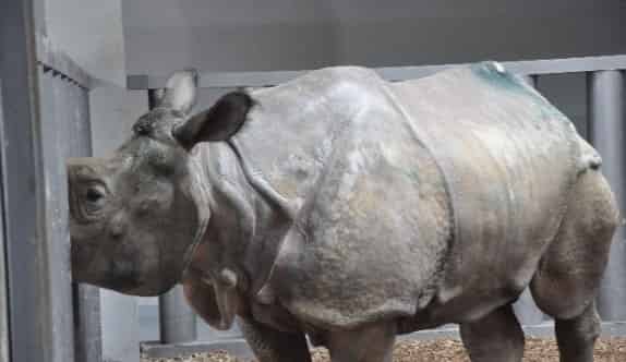 (Özel Haber) Türkiye’nin İlk Gergedanı Samir’in Keyfi Yerinde