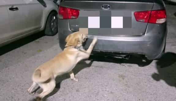 (Özel) İzmir Polisinden Zehir Saçanlara Rekor Operasyon