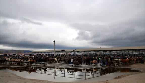 Sivas'ta besicilerin yer kavgası: 6 yaralı