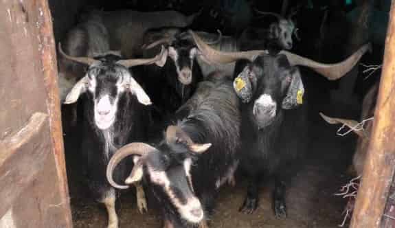 Terör Olayları Muş’ta Hayvancılığı Etkilemedi