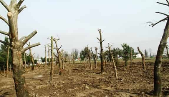 Tramvay Hattından Sökülen Ağaçlar Rehabilite Ediliyor