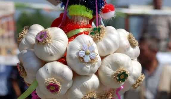 Türkiye’nin Kuru Sarımsak Üretiminin Yüzde 22’si Taşköprü’de Gerçekleşti