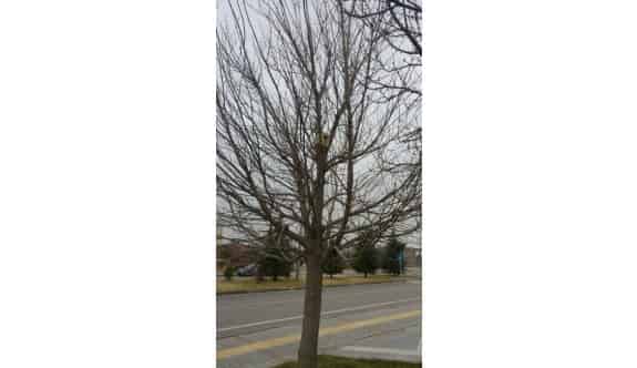 Üniversite Kampüsünde Kuşlar İçin Ağaç Kovuklarına Yuvaları Yapıldı