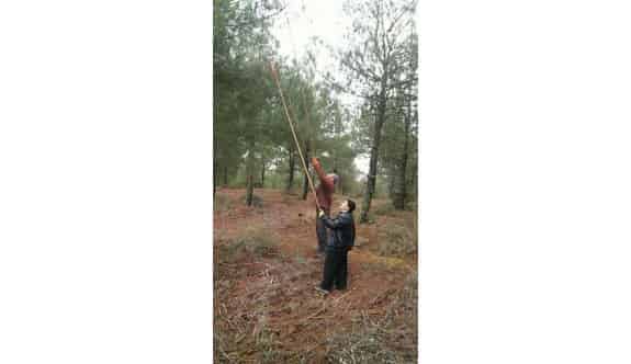 Vezirköprü Ormanlarında Böcek Operasyonu