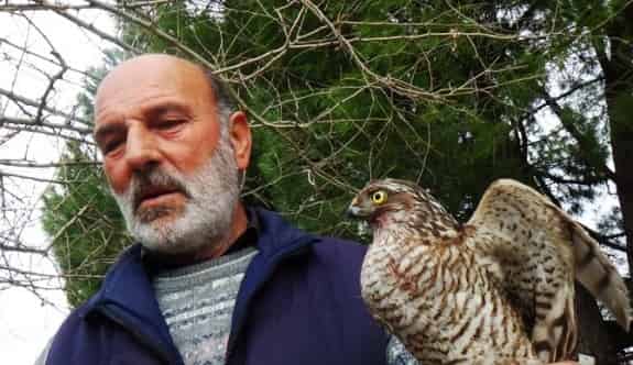 Yaralı Atmacayı Tedavi Edip Doğaya Saldı