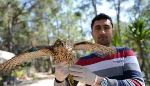 Yaralı Kızıl Şahin Tedavisinin Ardından Doğaya Bırakıldı
