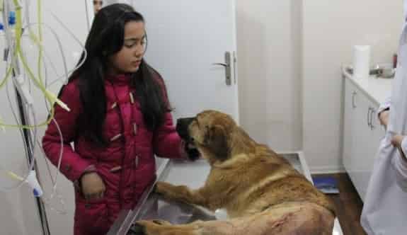 Yaralı Köpek Tedavisinin Ardından Sahibine Kavuştu