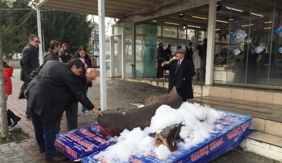 3,5 Metrelik Jaws’a Yoğun İlgi