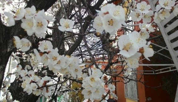 Ağaçların Erken Çiçek Açması Üreticiyi Tedirgin Etti