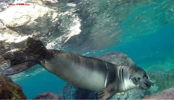 Akdeniz Foklarına Fotokapanla Takip