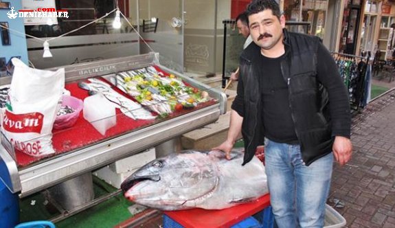 Aydın&#039;da yakalanan orkinosun midesinden 20 kilo hamsi çıktı