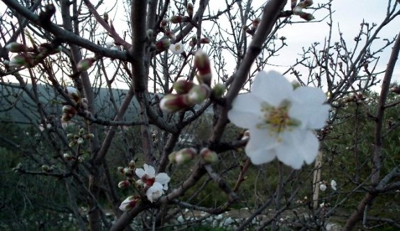 Aydın’da Budamalar Tamalanıyor