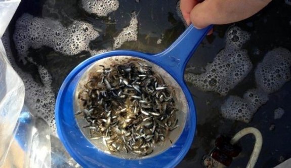 Yazık bu yavru balıklara!