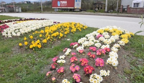 Bahar Çiçekleri Rengarenk