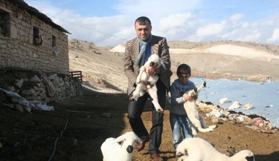 Baharın Müjdecisi Kuzular Doğmaya Başladı