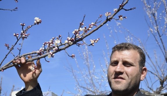 Batman’da Badem Ağaçları Çiçek Açtı