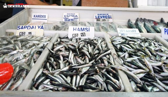 Belçika İşlenmiş, Almanya Dondurulmuş Hamsi İstiyor