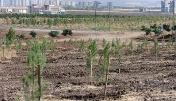 Belediyenin ‘Kent Ormanı’ İtirazı Reddedildi