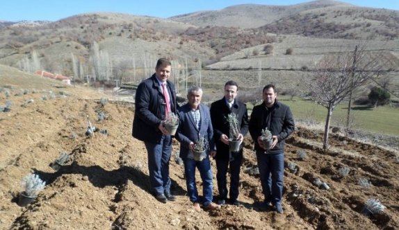 Bolvadin’de Lavanta Ekimine Başlandı