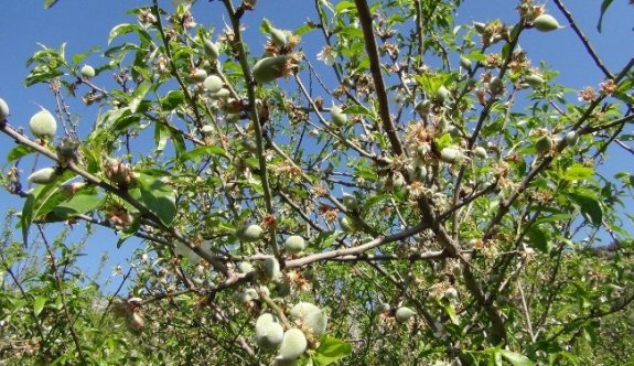 Çağla Hasadı Başladı