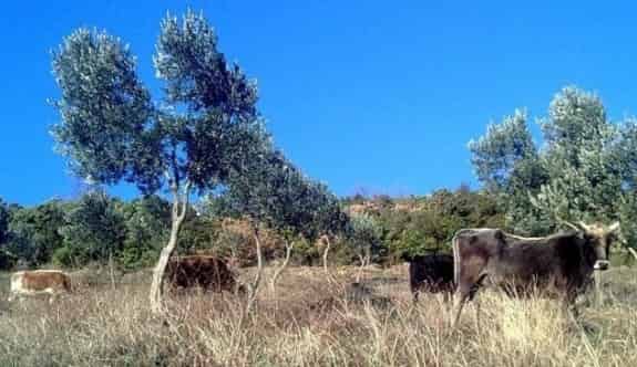 Çiftçi Malları Koruma Köylüyü İcra Kıskacına Aldı