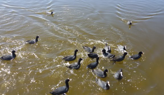 Denizin kızı martılar, Ankara göllerini mesken tuttu