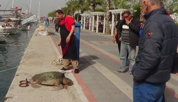 Fethiye Körfezi Maskotunu Yitirdi