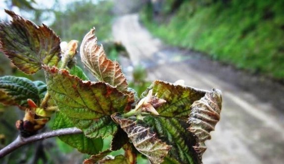 Fındık Bahçelerini Zirai Dondan Korumanın Yolları