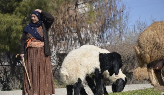 Göçerlerin Yayla Yolculuğu Başladı