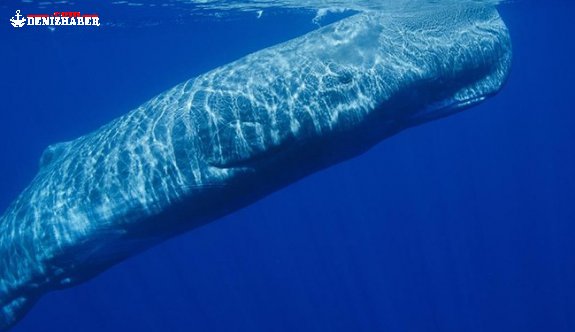 Hayvanların da Lehçeleri Olur mu?