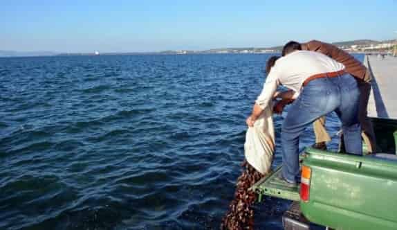 Kaçak Deniz Patlıcanı Avcılarına Operasyon