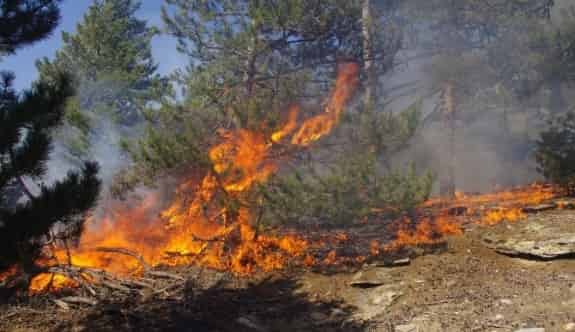 Karıncalı Dağı’nda 15 Hektar Çam Ormanı Kül Oldu