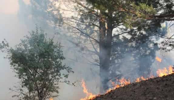 Kış Ortasında Orman Yangını