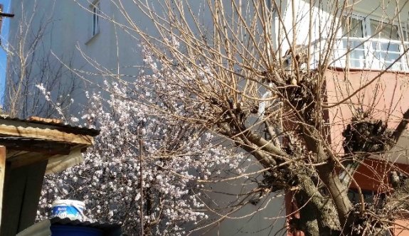 Kulp’ta Badem Ağaçları Çiçek Açtı