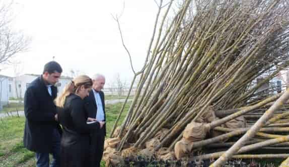 Lapseki’de Ağaçlandırma Çalışmaları