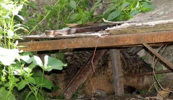 (Özel Haber) Mahallede Tilki Paniği