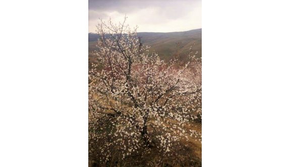 Sıcak havaya aldanan kayısı ağaçları 15 gün erken çiçek açtı