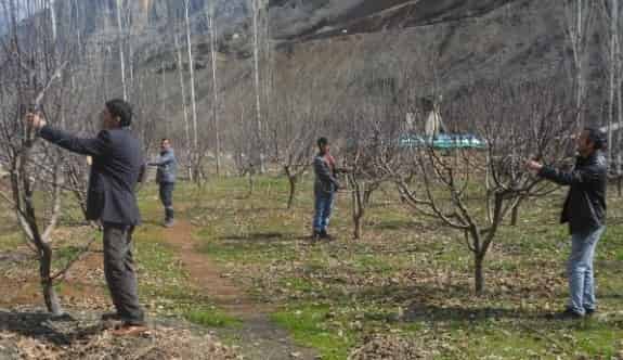 Sınırda Ağaç Budama Çalışması