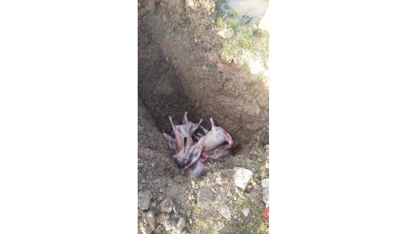 Soma’da, Zabıtadan Kaçak ET Operasyonu