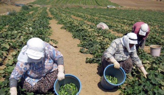 Tarımda Da Kadın İşçiler Daha Az Kazandı