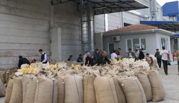 Tüccar Fındığa Doydu