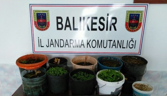 Uyuşturucuları Saksıya Diktiler