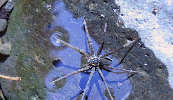 Yeni keşfedilen yüzen örümcek, avını sudaki titreşimden fark ediyor