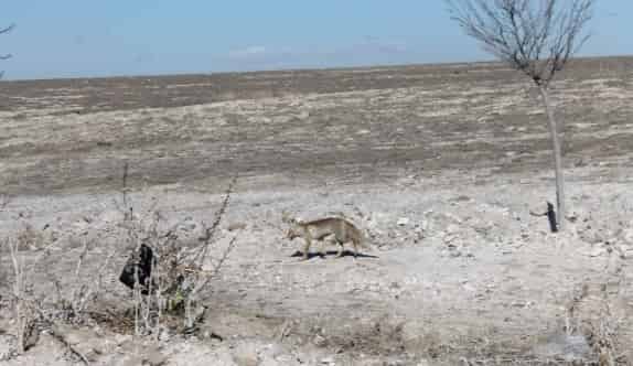 Yiyecek Bulamayan Tilki Kasabaya İndi