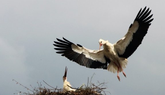200 Yıllık Misafirler Geldi
