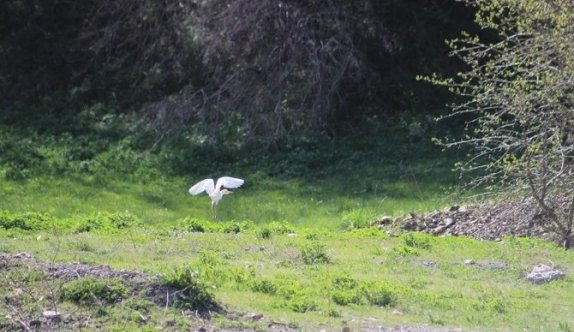 AK Balıkçıl Kuşları Hakkari’de Görüntülendi