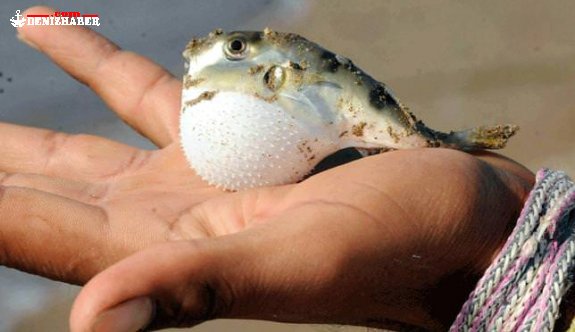 Balıkçılar tedirgin...