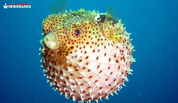 Balon Balığı&#039; Aqua Veda&#039;da Meraklılarını Bekliyor