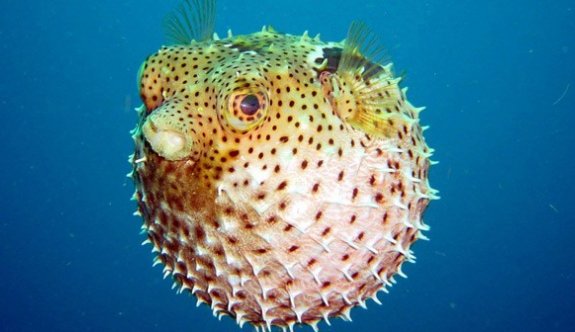 &#039;Balon Balığı&#039; Aqua Veda’da meraklılarını bekliyor